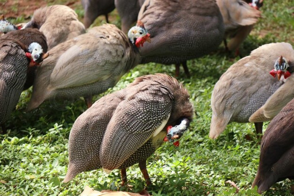 鼦