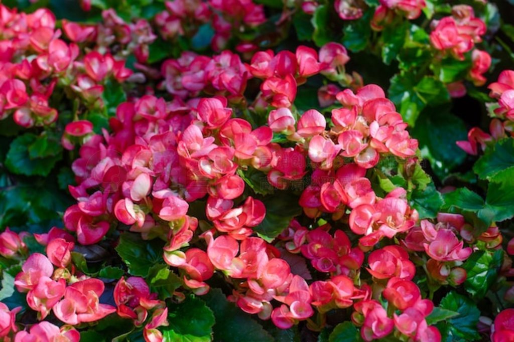 ԰޵Ŀ龥ﺣ (Begonia tuberhybrida) 