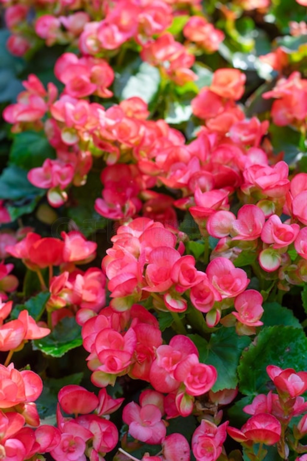 ԰޵Ŀ龥ﺣ (Begonia tuberhybrida) 