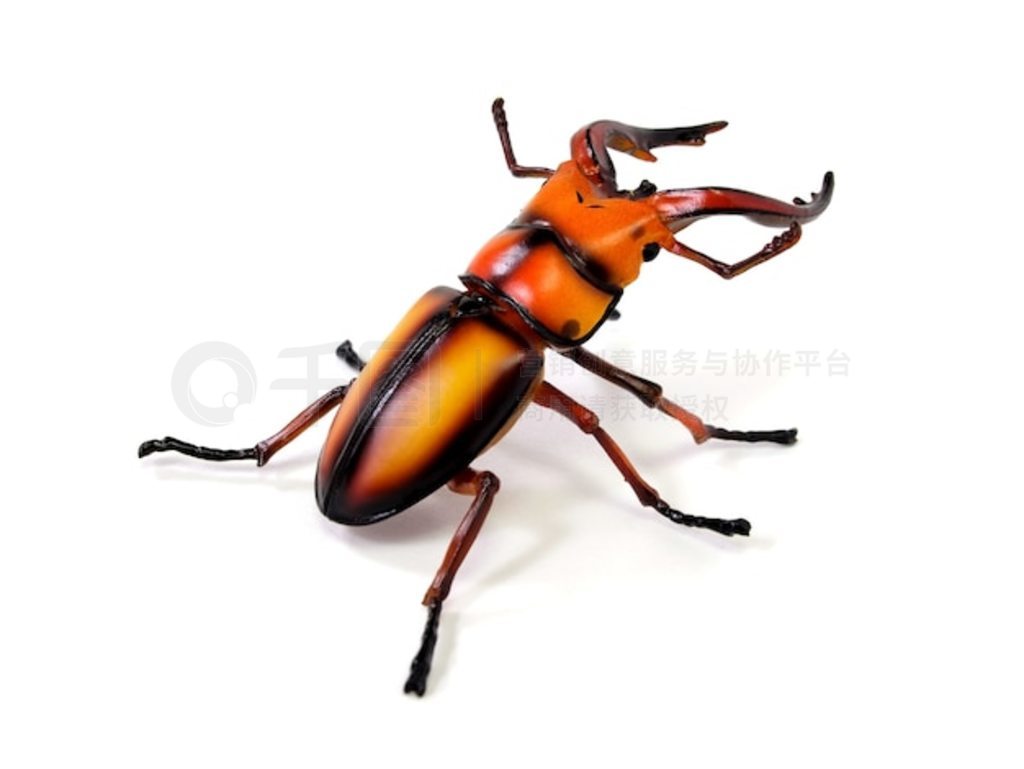 ³棨Lucanus cervus