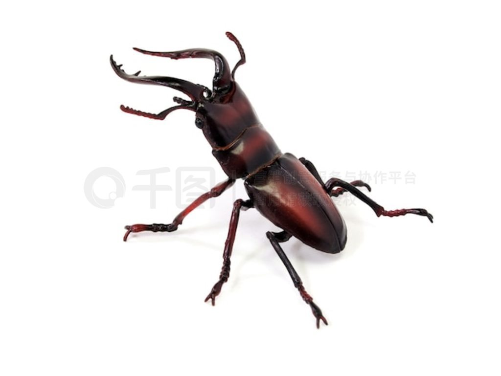 ³棨Lucanus cervus