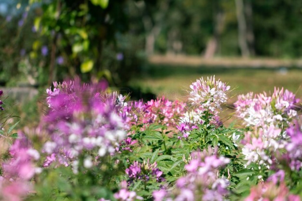 ԰֩뻨Cleome hasslerianaΪ