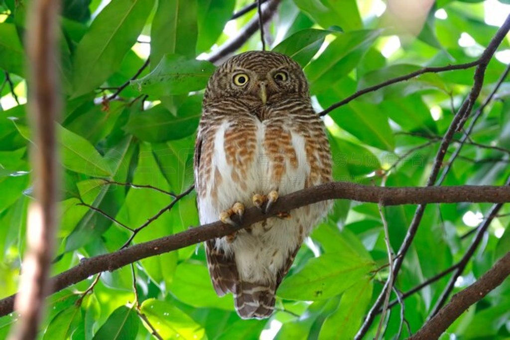 ް^ Glaucidium cuculoides ̩