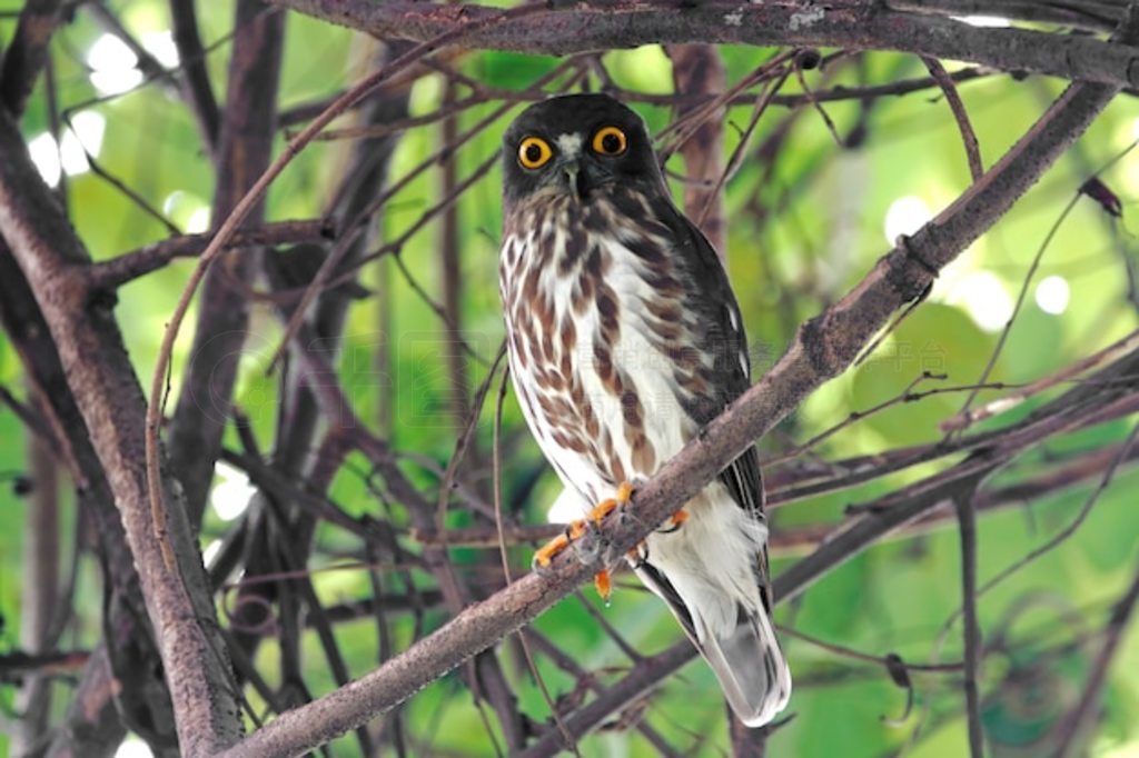 Northern Boobook Ninox japonica ̩