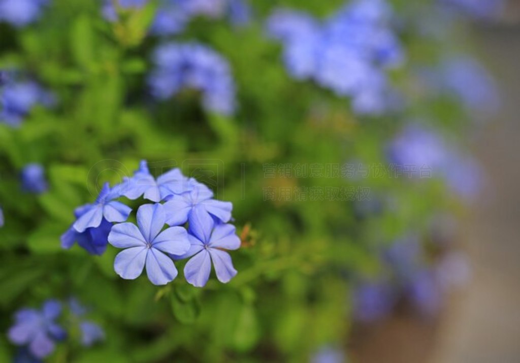 ԰дǦݣPlumbago auriculataѡԽ㡣