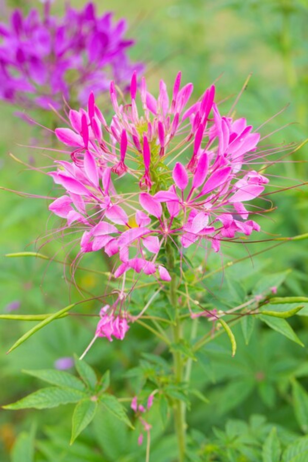 Ļ Cleome hassleriana ֩뻨ϸڻۡ