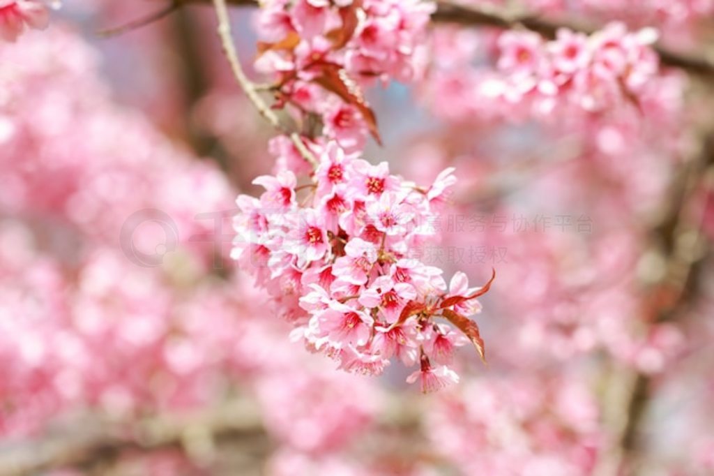 ҰϲӣPrunus cerasoides̩ӣ