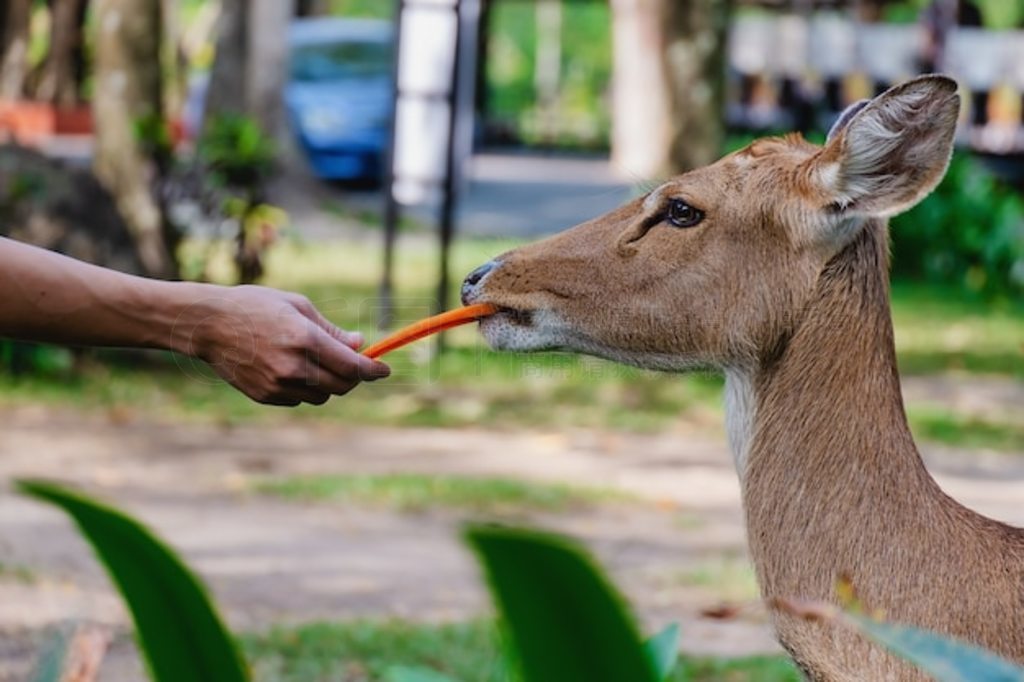 ¹ (Rucervus eldii siamensis) ڱιʳ