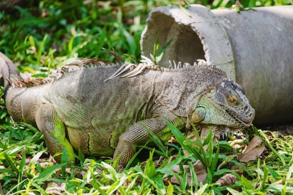 ȻеϬţᣨCyclura cornuta