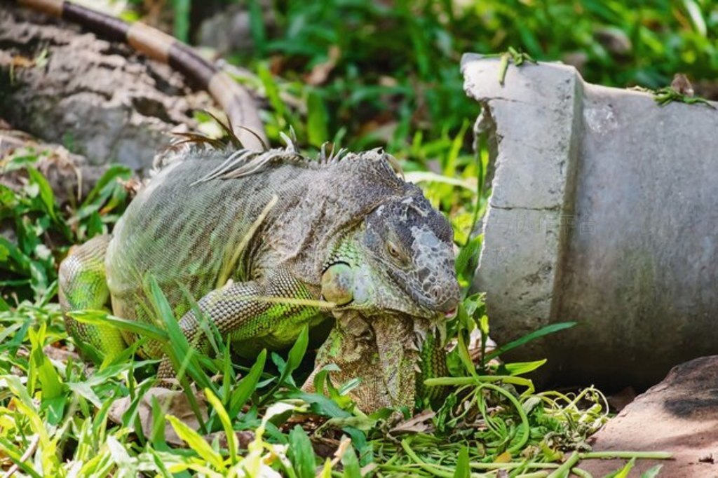 ȻеϬţᣨCyclura cornuta