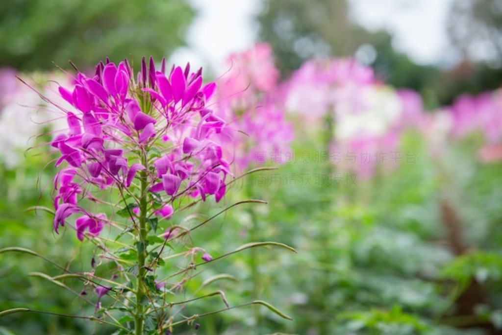 ԰ɫķۺɫ cleome spinosa ֩뻨