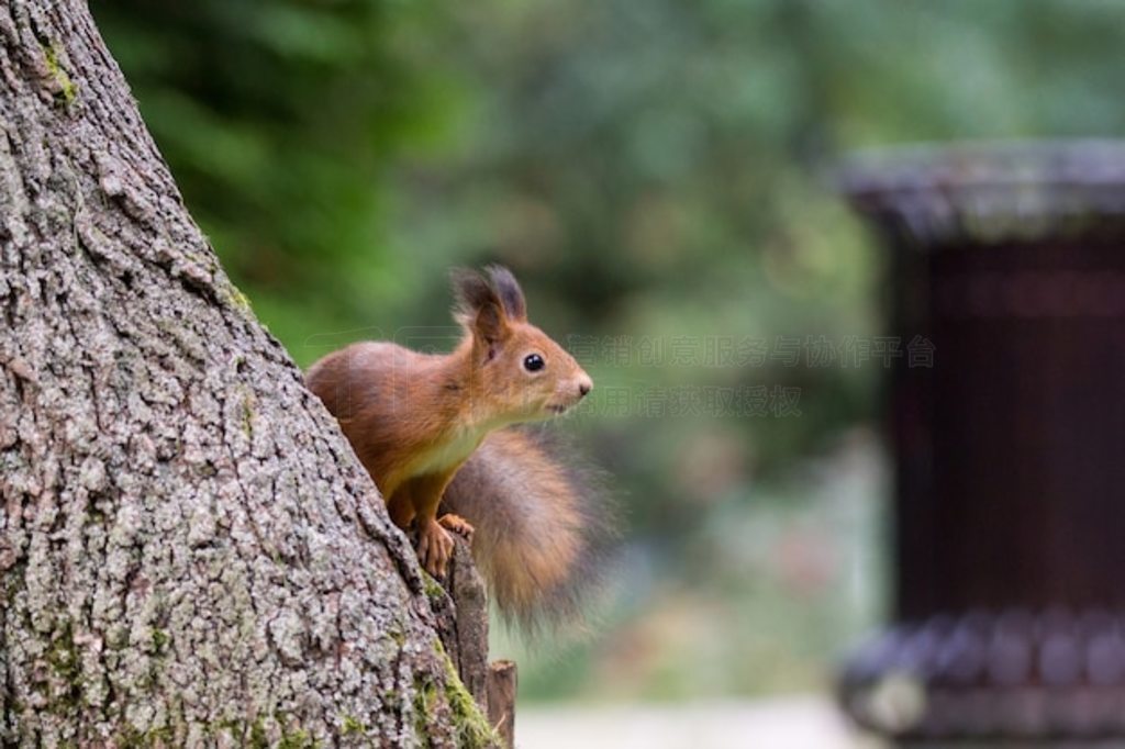 ֦ϵĺSciurus԰Tamiasciurus