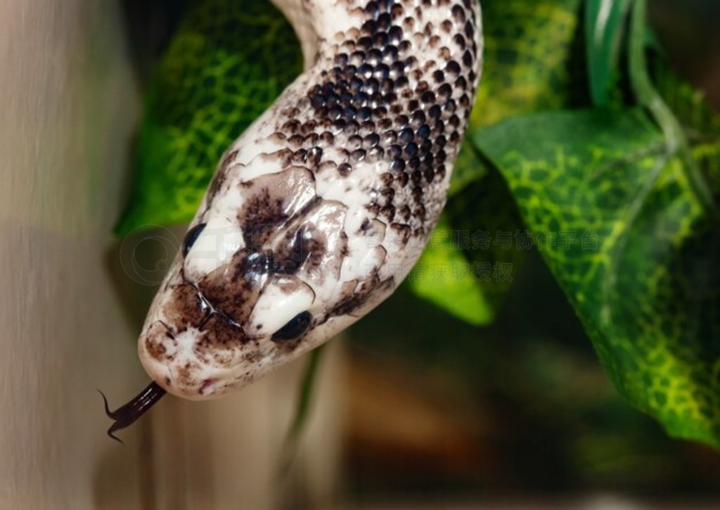 Pantherophis Obsoleta 