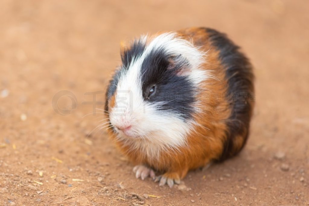 ɰCavia Porcellus