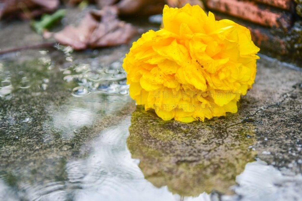 Ļɫ Cochlospermum 