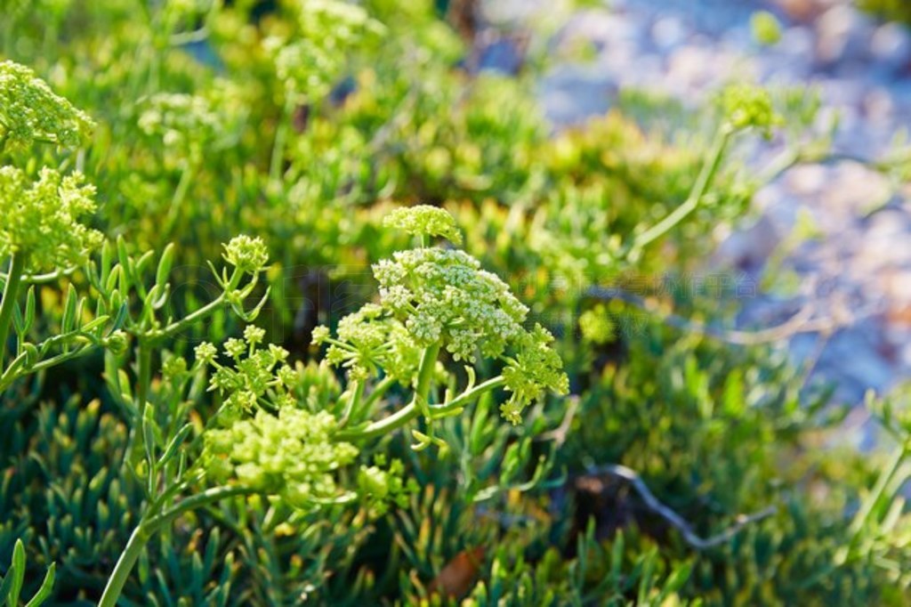  Crithmum maritimum ֲ 