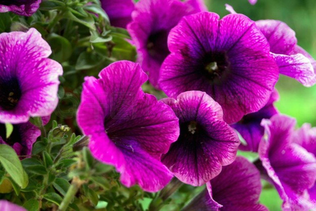 ɫǣţPetunia Grandiflora