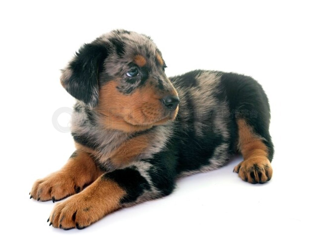 С beauceron