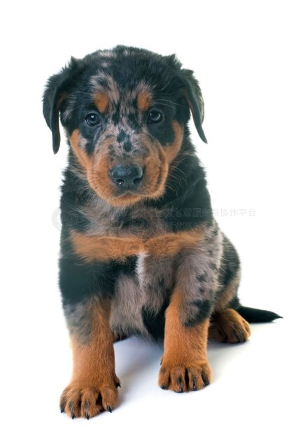 С beauceron