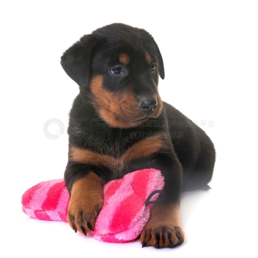 С beauceron