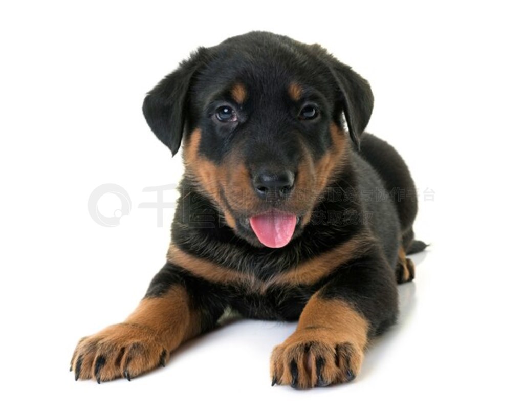 С beauceron