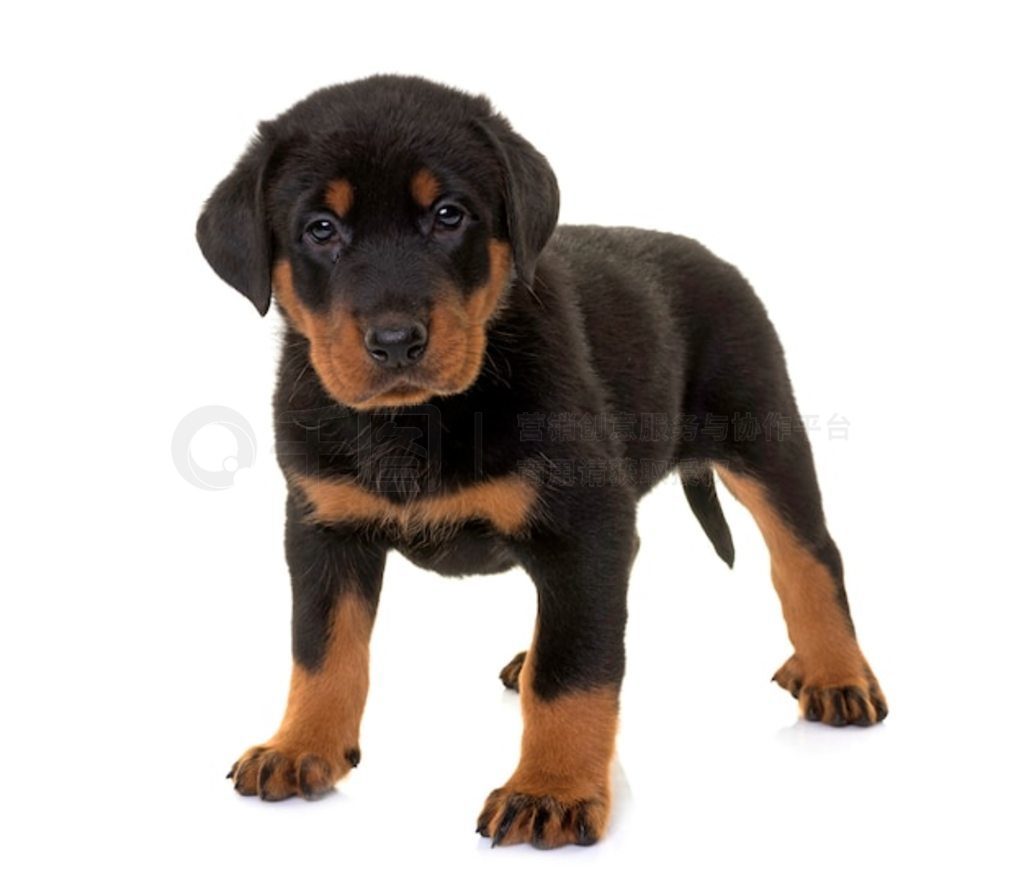 С beauceron