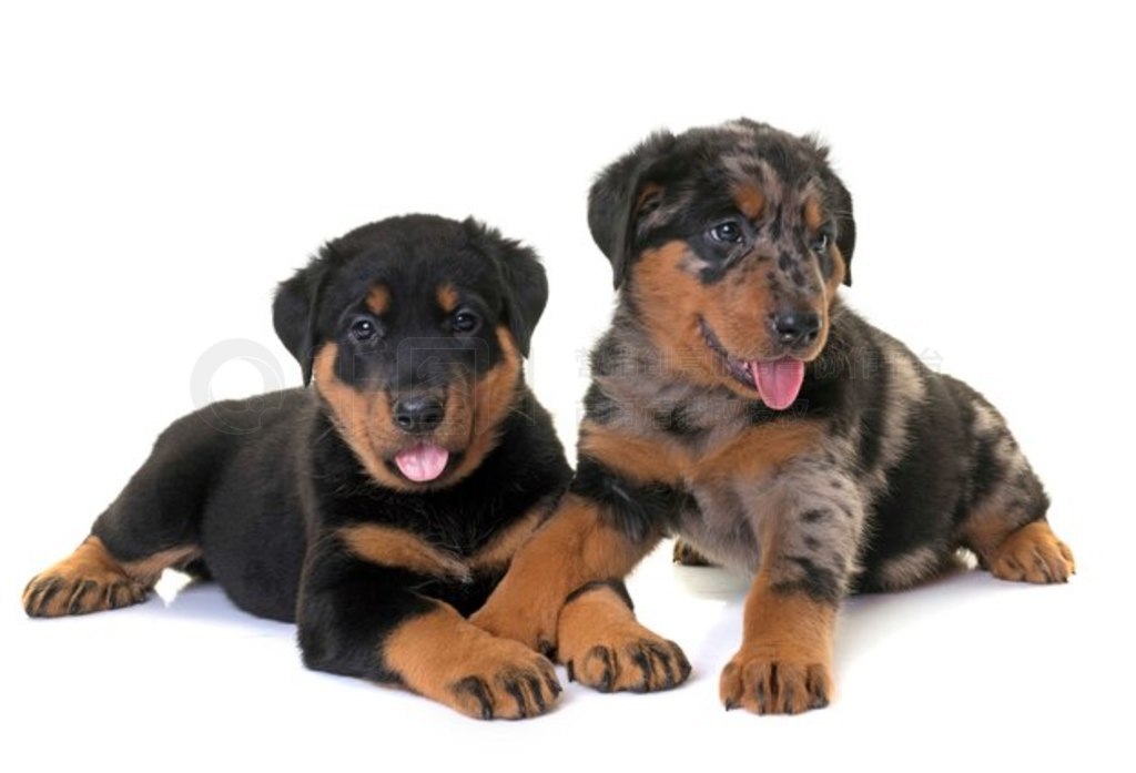 С beauceron