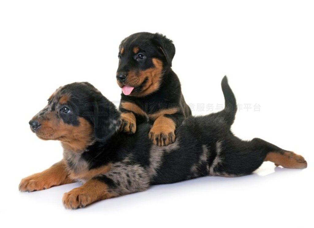 С beauceron