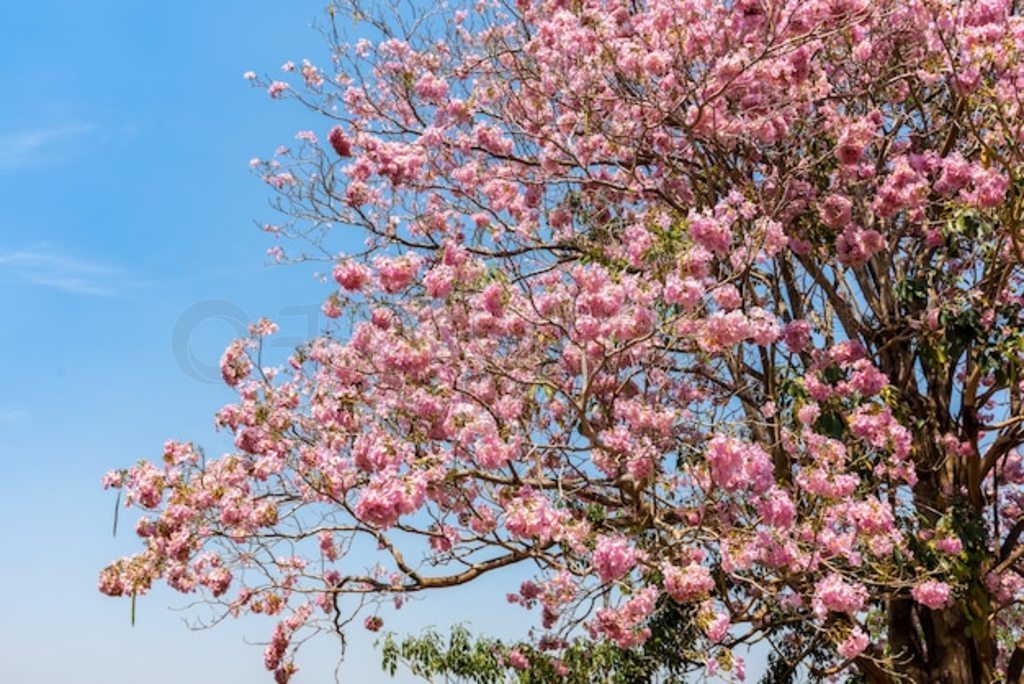  Tabebuia õõɫۺɫĻ