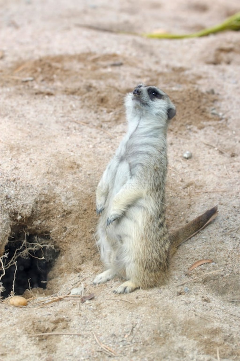 Suricata suricatta èվڶǰ