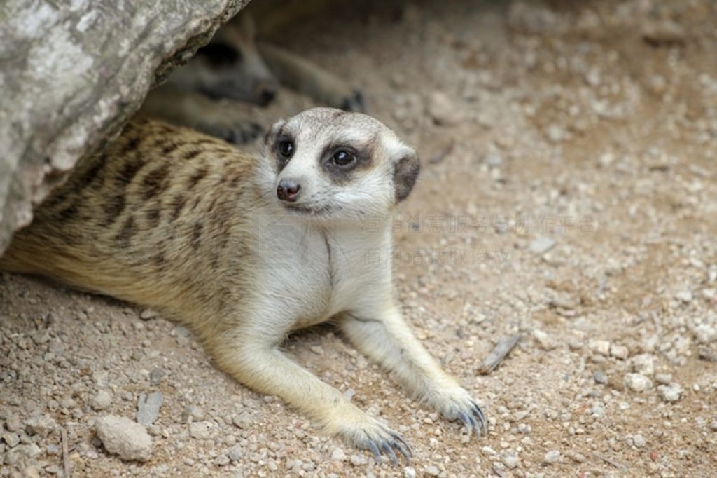 Suricata suricatta èڶѨ