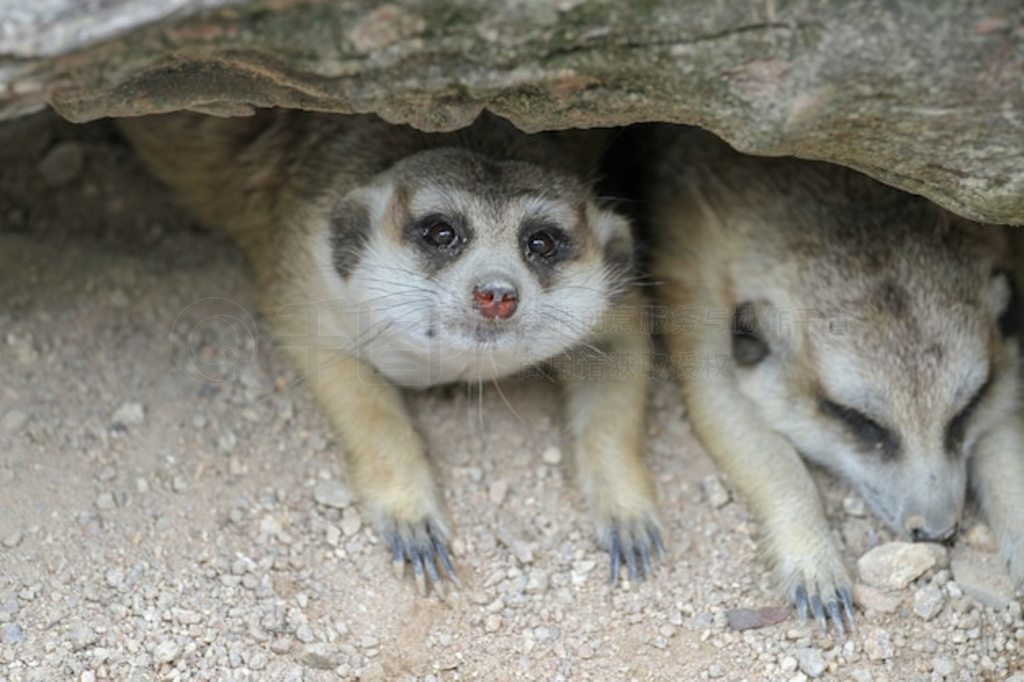 Suricata suricatta è˯ڶѨ