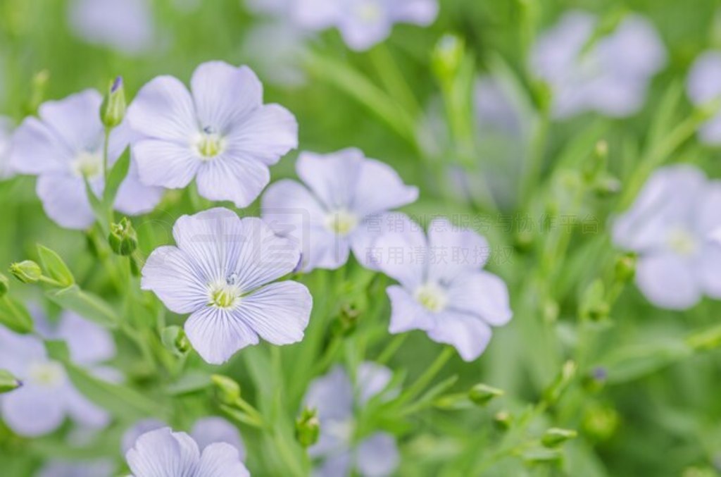 Linum perenne飩ɫ黨