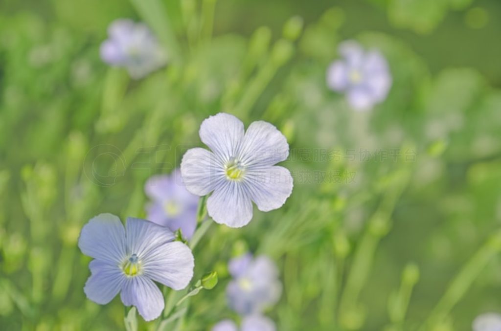 Linum perenne飩ɫ黨