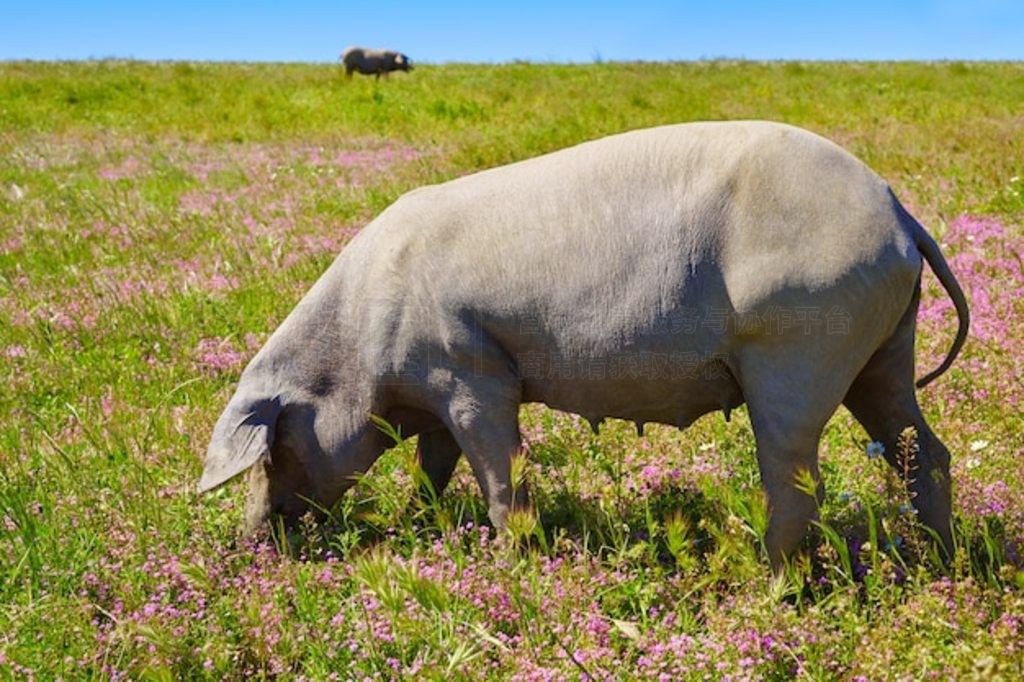  Dehesa  Cerdo iberico 