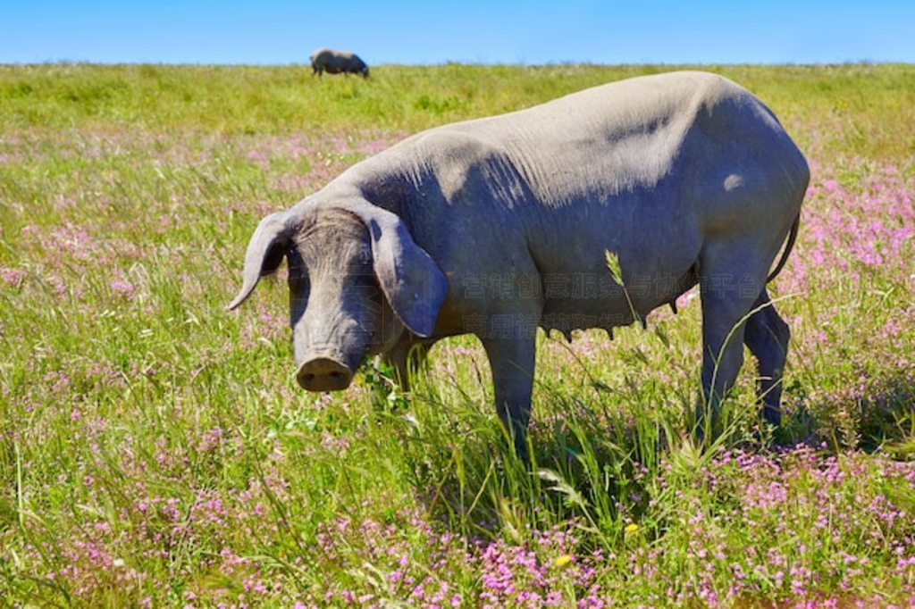  Dehesa  Cerdo iberico 