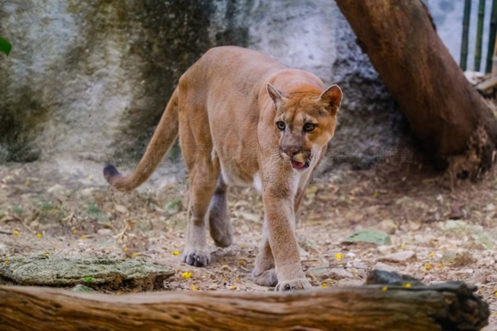 ʨ (Puma concolor)