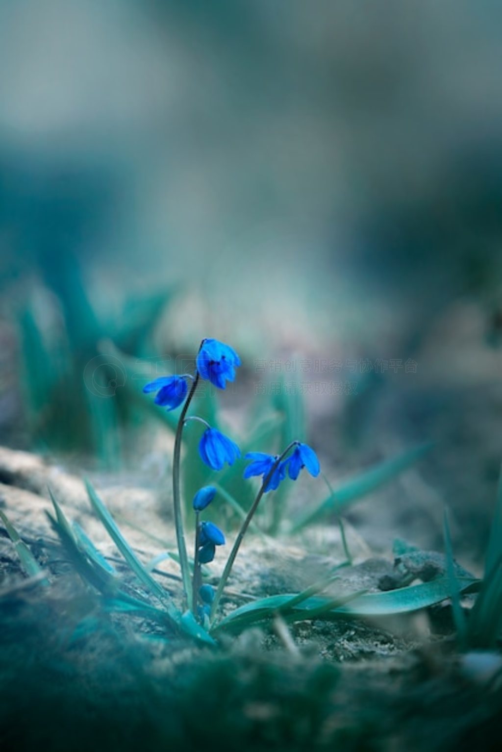 ѩ (Galanthus nivalis) д