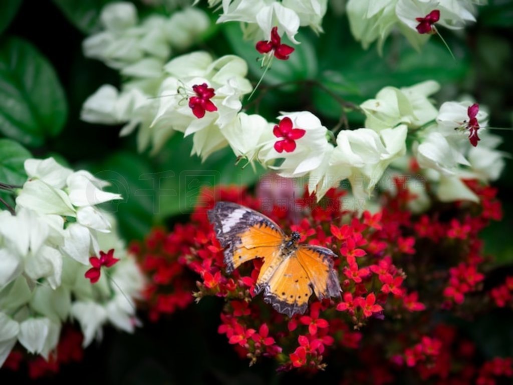 ϳɫƽԭ (Danaus chrysippus chrysippus) ں컨