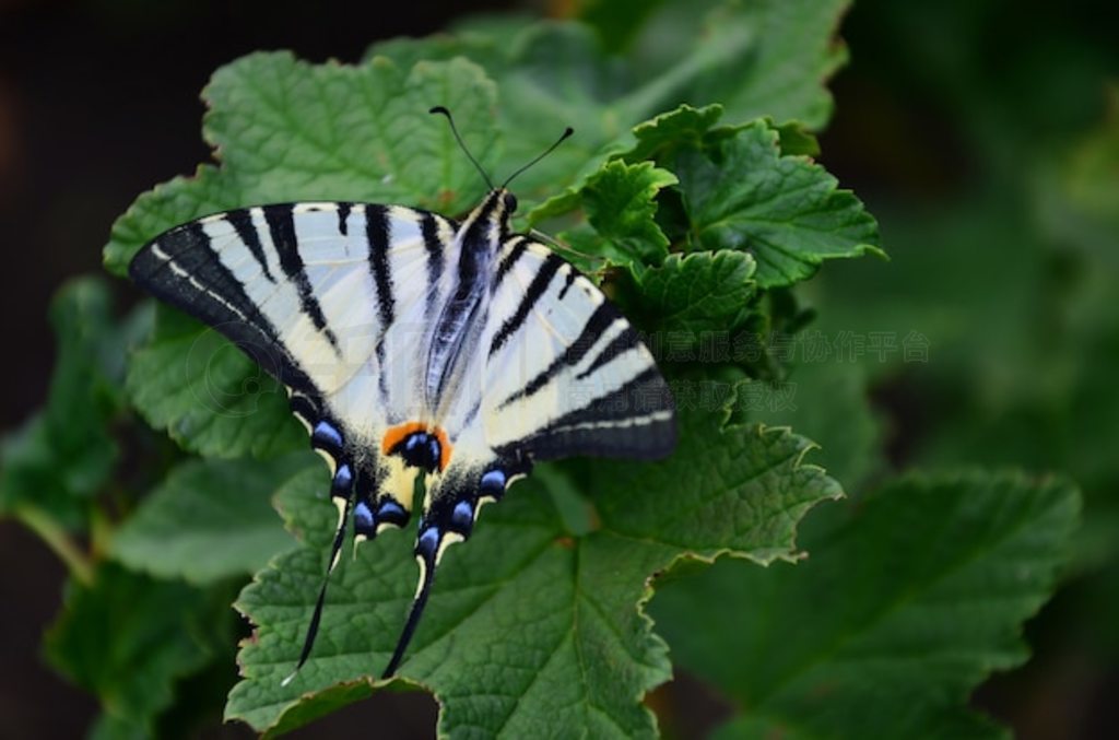 ϡеβ Iphiclides podalirius ŷ޺ڿĸӹľ