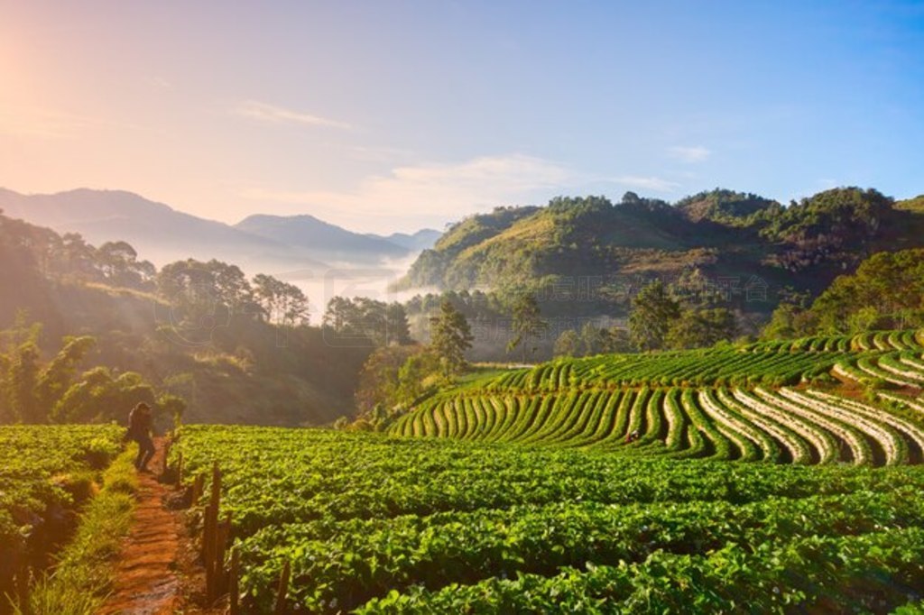 Pha Mon ɫ The Rice Terraces ڿ̬