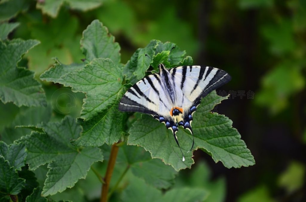 ϡеβ Iphiclides podalirius ŷ޺ڿĸӹľ