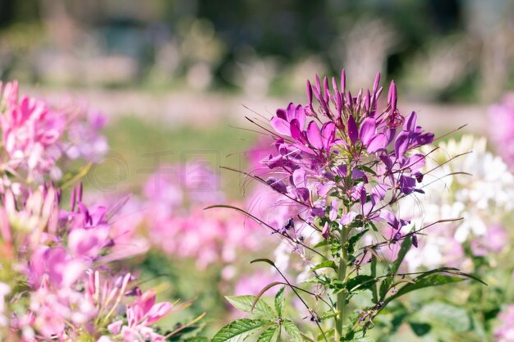 ԰֩뻨Cleome hasslerianaΪ