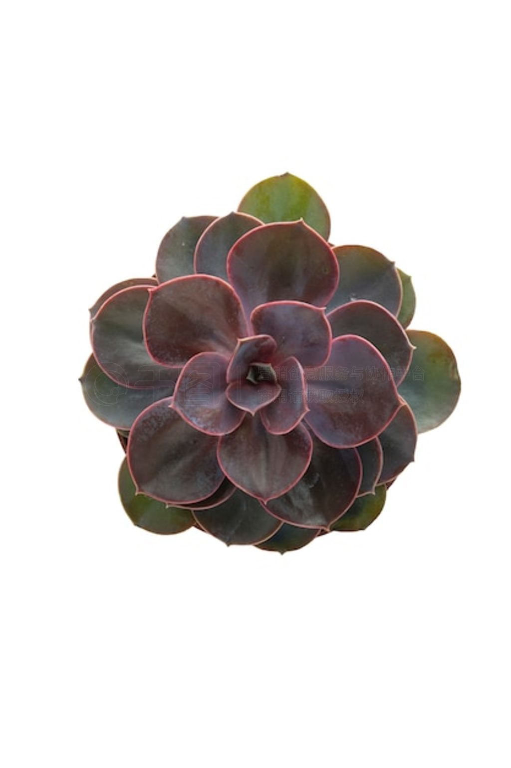 ۺɫʷ Echeveria õ塣