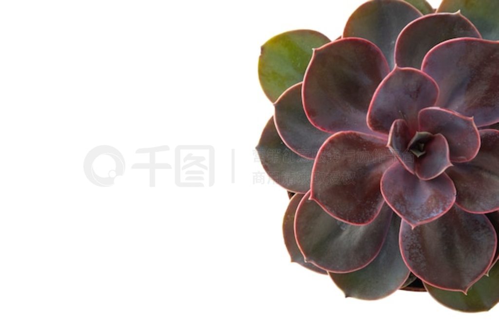 ۺɫʷ Echeveria õ塣