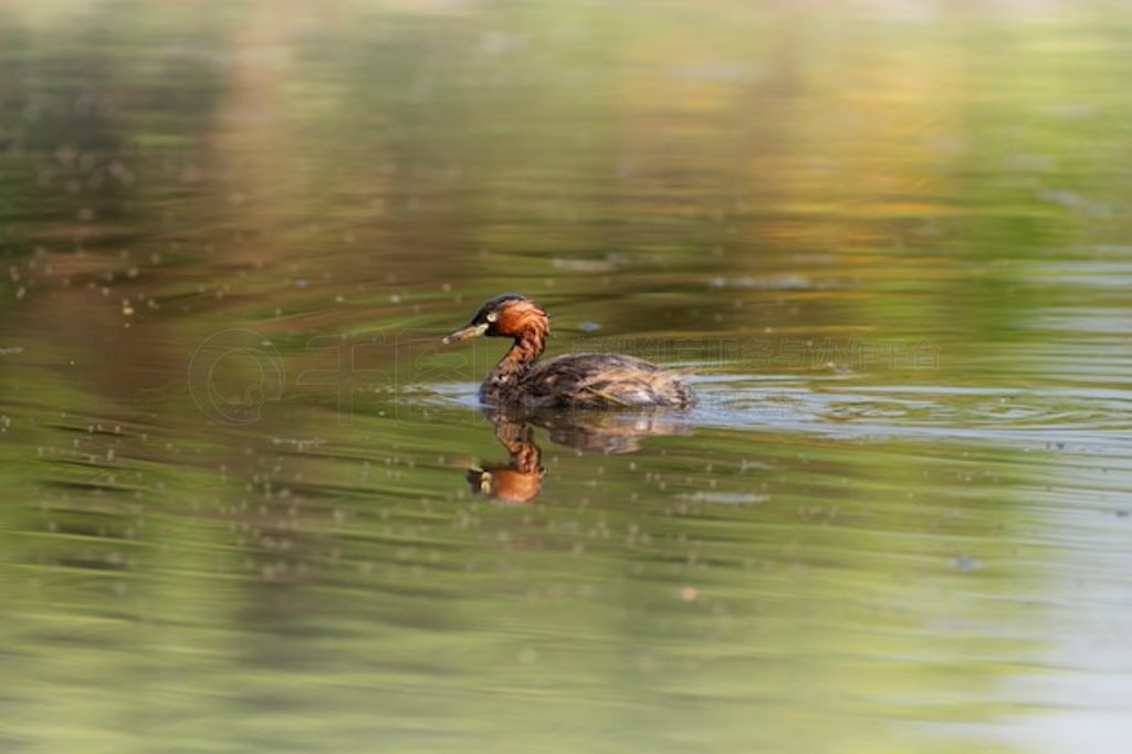 ɰССGf (Tachybaptus ruficollis)