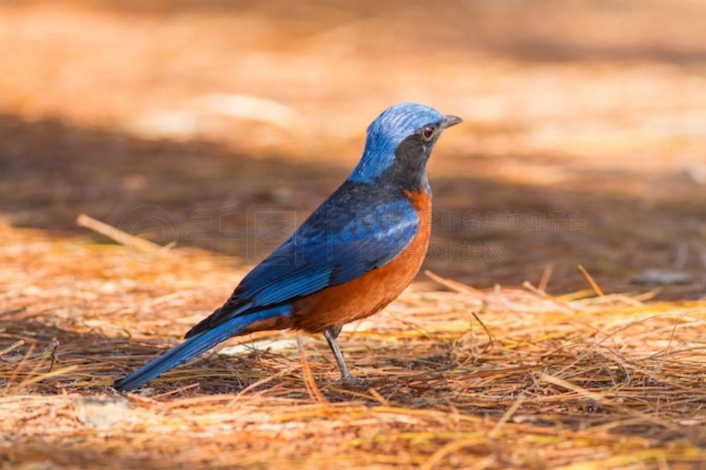 Ȼе࣬ (Monticola rufiventris)