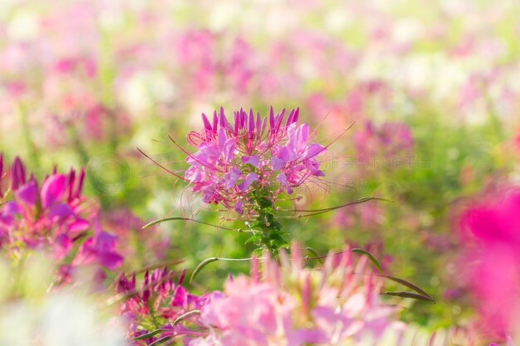 ԰֩뻨Cleome spinosa