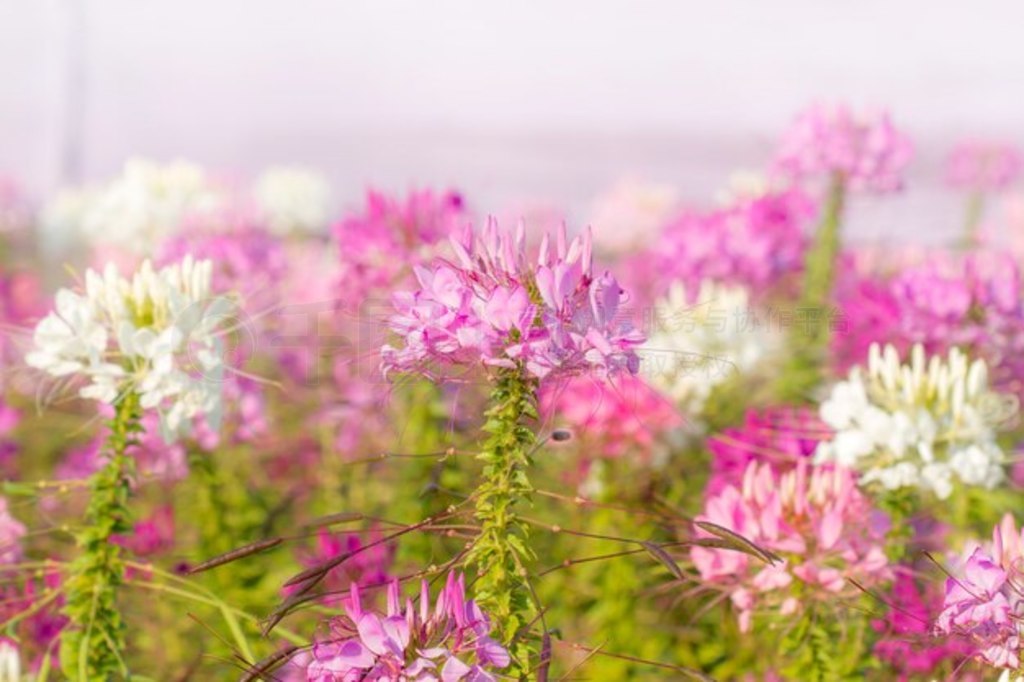 ԰֩뻨Cleome spinosa