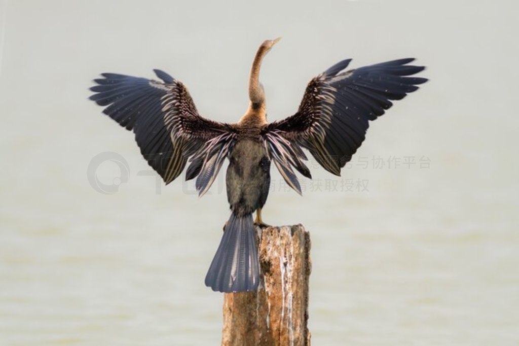 Ȼпɰ࣬ԣAnhinga melanogaster